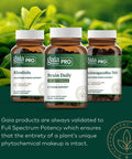Gaia PRO Brain Daily NF-kB Formula - Brain Supplement for Memory - with Bacopa, Ginkgo, Gotu Kola, Rosemary, Schisandra, Organic Turmeric, Black - 60 Vegan Liquid Phyto-Capsules (60 Servings)