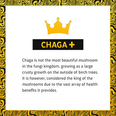 Life Cykel Chaga Mushroom Extract with Australian Wild Harvested Kakadu Plum, 2 oz