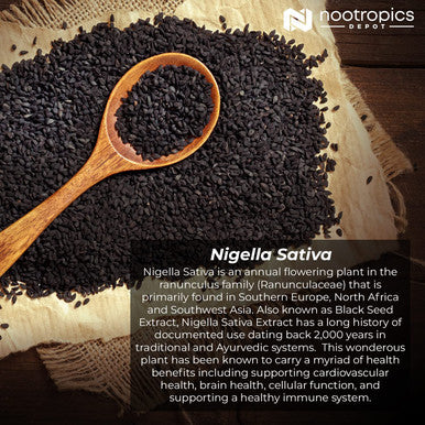 Nigella Sativa Extract Capsules 200mg 120 Count Minimum 5 Thymoquinone Content Black Seed Oil Extract Supports Brain Health Memory Liver Health and Immune Function Nootropics Depot
