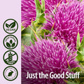 Nature'S Answer Milk Thistle Capsules 60 Count - 80% Silymarin Seed Extract