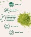 Sustainably US Grown Organic Wheat Grass Powder 100 WholeLeaf 10 Ounce 94 Serving Rich in Immune Vitamins Fibers and Minerals Support Digestion Function Vegan Friendly