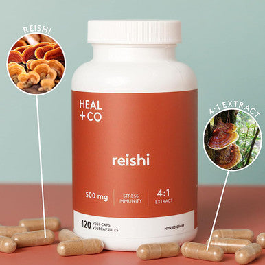HEAL + CO. Reishi | High Potency 4:1 extract, 4000 mg per serving |Stress + Immunity | 120 x 500 mg Capsules