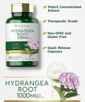 Carlyle Hydrangea Root Capsules | 1000mg | 100 Count | Non-GMO Gluten Extract