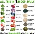 Plantvital Vegan Protein Powder Plant Based, Organic Protein Powder Chocolate, 24G/0G Sugar, 12 Superfoods, Veggies, Probiotics, Raw Cocoa, Kale, Beets, Spirulina, Pea, Gluten-, Keto-Friendly,16Oz
