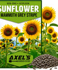 Mammoth Sunflower Seeds for Planting - Grow Giant Sun Flowers in Your Garden - Non GMO Heirloom Seeds - Full Planting Instructions for Easy Grow - Great Gardening Gifts (1 Packet)