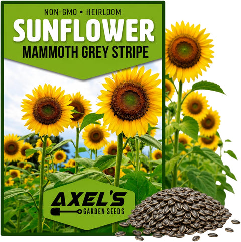 Mammoth Sunflower Seeds for Planting - Grow Giant Sun Flowers in Your Garden - Non GMO Heirloom Seeds - Full Planting Instructions for Easy Grow - Great Gardening Gifts (1 Packet)