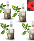 Natural Herbal Live Zero Calorie Sugar Replacement. Stevia Plants. Sweet Leaf Sugar Leaf Natural Sugar Substitute Herb Easy to Grow (2 stevia sacs)