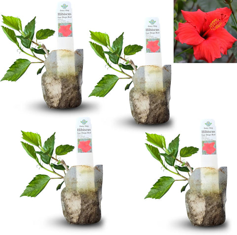 Natural Herbal Live Zero Calorie Sugar Replacement. Stevia Plants. Sweet Leaf Sugar Leaf Natural Sugar Substitute Herb Easy to Grow (2 stevia sacs)