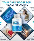 Liposomal Nad+ Trans-Resveratrol 6000Mg With Red Wine Milk Thistle Quercetin Fisetin - Healthy Aging Support - Made And Tested In The Usa