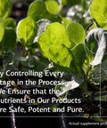 Standard Process Nutrimere Whole Food Vitality And Metabolism