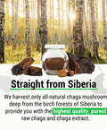 Sayan Siberian Chaga Mushroom Tea (Unbleached 20 Tea Bags, Caffeine Free) Exclusive blend of Raw + Extract, Wild Harvested Herbal Supplement and Natural Antioxidant