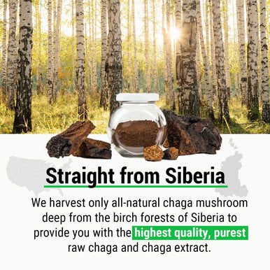 Sayan Siberian Chaga Mushroom Tea (Unbleached 20 Tea Bags, Caffeine Free) Exclusive blend of Raw + Extract, Wild Harvested Herbal Supplement and Natural Antioxidant