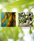 Nature'S Sunshine Kelp 100 Capsules