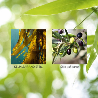 Nature'S Sunshine Kelp 100 Capsules