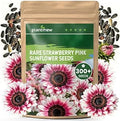 300+ Sunflower Seeds for Planting ÃƒÆ’Ã†â€™Ãƒâ€šÃ‚Â¢ÃƒÆ’Ã‚Â¢ÃƒÂ¢Ã¢â€šÂ¬Ã…Â¡Ãƒâ€šÃ‚Â¬ÃƒÆ’Ã‚Â¢ÃƒÂ¢Ã¢â‚¬Å¡Ã‚Â¬Ãƒâ€¦Ã¢â‚¬Å“ Rare Strawberry Pink Sunflower Seeds Ornamental Blooms, Open Pollinated, Easy to Grow Flower Seeds for Garden, Outdoor Planting & Landscaping 0.35 Oz