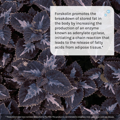 Irwin Naturals Forskolin Fat-Loss Diet - 60 Liquid Soft-Gels - 30 Servings