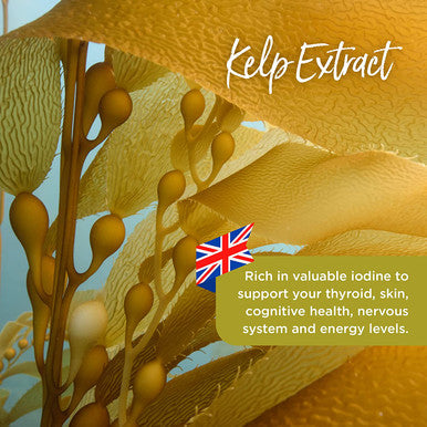 Healthspan Kelp Extract | 360 Tablets | Rich Source of Iodine | Fucus Vesiculosus Seaweed | Vegan