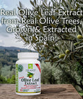 Island Nutrition , Olive Leaf Extract Capsules 25% Oleuropein (40% Total Polyphenols), Plus 20% Hydroxytyrosol Complex 100% Grown & Extracted In Spain (90 Caps), Real European Olive Leaf Extract