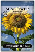 Sow Right Seeds - Mammoth Sunflower Seed for Planting Giant Flower Garden | Plant non-GMO heirloom sun flowers for outdoor home gardening. Outside vibrant annual variety attracts butterflies and birds.