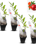 Natural Herbal Live Zero Calorie Sugar Replacement. Stevia Plants. Sweet Leaf Sugar Leaf Natural Sugar Substitute Herb Easy to Grow (2 stevia sacs)