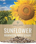 Mammoth Grey Stripe Sunflower Seeds for Planting ÃƒÆ’Ã†â€™Ãƒâ€šÃ‚Â¢ÃƒÆ’Ã‚Â¢ÃƒÂ¢Ã¢â€šÂ¬Ã…Â¡Ãƒâ€šÃ‚Â¬ÃƒÆ’Ã‚Â¢ÃƒÂ¢Ã¢â‚¬Å¡Ã‚Â¬Ãƒâ€¦Ã¢â‚¬Å“ Extra Large Packet ÃƒÆ’Ã†â€™Ãƒâ€šÃ‚Â¢ÃƒÆ’Ã‚Â¢ÃƒÂ¢Ã¢â€šÂ¬Ã…Â¡Ãƒâ€šÃ‚Â¬ÃƒÆ’Ã‚Â¢ÃƒÂ¢Ã¢â‚¬Å¡Ã‚Â¬Ãƒâ€¦Ã¢â‚¬Å“ Over 250 Open Pollinated Non-GMO Seeds ÃƒÆ’Ã†â€™Ãƒâ€šÃ‚Â¢ÃƒÆ’Ã‚Â¢ÃƒÂ¢Ã¢â€šÂ¬Ã…Â¡Ãƒâ€šÃ‚Â¬ÃƒÆ’Ã‚Â¢ÃƒÂ¢Ã¢â‚¬Å¡Ã‚Â¬Ãƒâ€¦Ã¢â‚¬Å“ Helianthus annuus