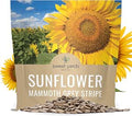 Mammoth Grey Stripe Sunflower Seeds for Planting ÃƒÆ’Ã†â€™Ãƒâ€šÃ‚Â¢ÃƒÆ’Ã‚Â¢ÃƒÂ¢Ã¢â€šÂ¬Ã…Â¡Ãƒâ€šÃ‚Â¬ÃƒÆ’Ã‚Â¢ÃƒÂ¢Ã¢â‚¬Å¡Ã‚Â¬Ãƒâ€¦Ã¢â‚¬Å“ Extra Large Packet ÃƒÆ’Ã†â€™Ãƒâ€šÃ‚Â¢ÃƒÆ’Ã‚Â¢ÃƒÂ¢Ã¢â€šÂ¬Ã…Â¡Ãƒâ€šÃ‚Â¬ÃƒÆ’Ã‚Â¢ÃƒÂ¢Ã¢â‚¬Å¡Ã‚Â¬Ãƒâ€¦Ã¢â‚¬Å“ Over 250 Open Pollinated Non-GMO Seeds ÃƒÆ’Ã†â€™Ãƒâ€šÃ‚Â¢ÃƒÆ’Ã‚Â¢ÃƒÂ¢Ã¢â€šÂ¬Ã…Â¡Ãƒâ€šÃ‚Â¬ÃƒÆ’Ã‚Â¢ÃƒÂ¢Ã¢â‚¬Å¡Ã‚Â¬Ãƒâ€¦Ã¢â‚¬Å“ Helianthus annuus