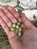 thÃƒÆ’Ã‚Â©a Premium Greek Extra Virgin Olive Oil (750ml) I NEW Harvest 2024/2025 I Koroneiki Variety I First Cold Pressed I Low Acidity I Unblended I Handpicked & Harvested in Kalamata, Greece I Kosher I Halal