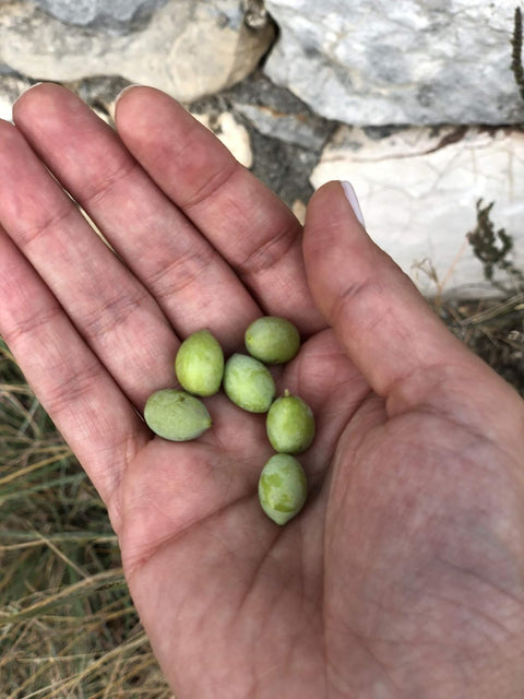 thÃƒÆ’Ã‚Â©a Premium Greek Extra Virgin Olive Oil (750ml) I NEW Harvest 2024/2025 I Koroneiki Variety I First Cold Pressed I Low Acidity I Unblended I Handpicked & Harvested in Kalamata, Greece I Kosher I Halal