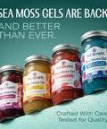 Trueseamoss Sea Moss Gel Made In Usa Wildcrafted Seamoss Fruits & Jarred Vegetables Mango/Pineapple Pack Of 1 (Labels May Vary)