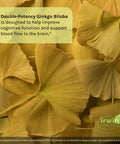 Irwin Naturals Double-Potency Ginkgo Biloba 240Mg Extra Strength Brain Health Supplement - Enhance Memory Mental Focus Alertness Concentration & Herbal Energy Booster - 60 Liquid Softgels