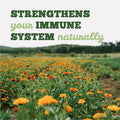 St Francis Herb Farm Deep Immune Licorice-Free, 50ml