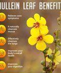 SIRUNES Mullein Leaf Extract 2Oz - Verbascum Thapsus Liquid Supplement - Herbal Tincture Promoting Lung, Respiratory & Digestive Wellness - Natural Sleep Support - Vegan 2 Fl Oz