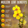 SIRUNES Mullein Leaf Extract 2Oz - Verbascum Thapsus Liquid Supplement - Herbal Tincture Promoting Lung, Respiratory & Digestive Wellness - Natural Sleep Support - Vegan 2 Fl Oz