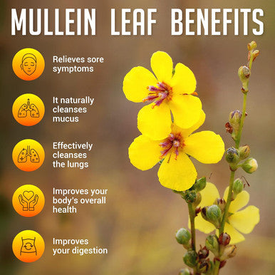 SIRUNES Mullein Leaf Extract 4Oz - Verbascum Thapsus Liquid Supplement - Herbal Tincture Promoting Lung, Respiratory & Digestive Wellness - Natural Sleep Support - Vegan, Non-Gmo