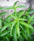 Sewanti Organic Andrographis (kalmegh) Powder (npn): 80093750 200 gram