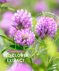 Organic Red Clover Extract 5250mg - for Use During The Menopause - Potent 15:1 Pure Extract - Organic, Non GMO, Gluten , Halal - 60 Vegan Capsules