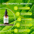 SIRUNES Liquid Chlorophyll Drops - Natural Sodium Copper Chlorophyllin Extract - Cleanse & Support Your Immune System & Energy Naturally - Vegan, Non-Gmo Dietary Greens Tincture - 2 Fl. Oz Bottle