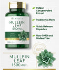 Carlyle Mullein Leaf Capsules 1500Mg | 200 Count | Verbascum Thapsus | Non-Gmo, Gluten Free Supplement