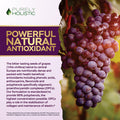 Purely Holistic Grape Seed Extract 400Mg + Tart Cherry Extract And Celery Seed Bundle - 430 Vegan Capsules - Made In Usa