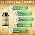 Herbalicious Mullein Leaf Capsules - Verbascum Thapsus Supplement - Herbal Extract Promoting Lung Respiratory & Digestive Wellness - Lung Cleanse & Detox Support Pills - Vegan Non-GMO 100 Tablets