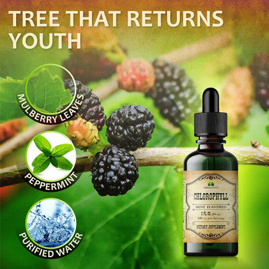 Herbalicious Liquid Chlorophyll Drops - Organic Sodium Copper Chlorophyllin Extract - Cleanse Support Immunity & Energy Boost Natural Deodorant & Detox Vegan Non-GMO Dietary Mint Flavor Green Tincture 2 fl Oz