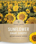 Dwarf Sunspot Sunflower - Large 1 Ounce Packet - 500 Flower Seeds for Planting - Helianthus annuus