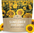 Dwarf Sunspot Sunflower - Large 1 Ounce Packet - 500 Flower Seeds for Planting - Helianthus annuus