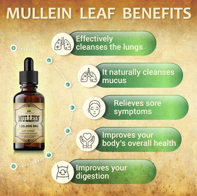 HERBALICIOUS Mullein Leaf Extract - Verbascum Thapsus Liquid Supplement - Herbal Tincture Promoting & Detox Lungs, Respiratory & Digestive Wellness - Lung Cleanse - Vegan Drops, Non-Gmo - 4 Fl. Oz