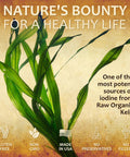 HERBALICIOUS Iodine Sea Kelp Natural Iodine Pure Healthy Thyroid Support Natural Antioxidants Thyroid Support With Iodine Metabolism Energy Immune Booster - 100Caps