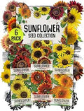 Seed Needs Sunflower Seeds Variety Pack of 6 Flowers for a Butterfly Garden