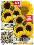 Seed Needs Dwarf Sunspot Sunflower Seeds to Plant Helianthus Annuus 2 Pack