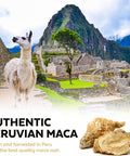 Viva Naturals Organic Maca Powder Gelatinized Maca Powder Organic Pervuian Superfood Traditionally Used for Energy Certified Organic Gluten Free and Non GMO 1 lb Bag