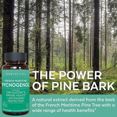 Viva Naturals Pycnogenol 100mg from French Maritime Pine Bark Extract - Healthy Blood Circulation Supplements, Powerful Antioxidant Protection, Joint Support and Immune Support (60 Veggie Capsules)