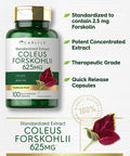 Carlyle Coleus Forskohlii Capsules | 625Mg | 100 Count | Non-Gmo & Gluten Free Standardized Extract | Forskolin Supplement